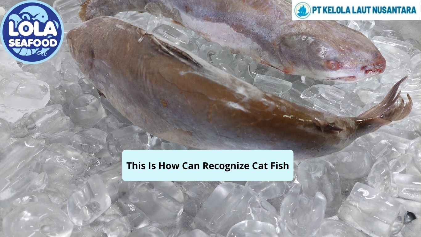 This Is How Can Recognize Cat Fish